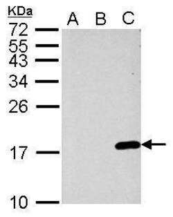 Invitrogen Phospho-Histone H3 (Ser10) Polyclonal Antibody 100 &mu;L; Unconjugated:Antibodies,