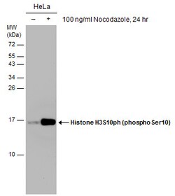 Invitrogen Phospho-Histone H3 (Ser10) Polyclonal Antibody 100 &mu;L; Unconjugated:Antibodies,