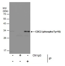 Invitrogen Phospho-CDK1 (Tyr15) Polyclonal Antibody 100 &mu;L; Unconjugated:Antibodies,