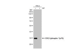 Invitrogen Phospho-CDK1 (Tyr15) Polyclonal Antibody 100 &mu;L; Unconjugated:Antibodies,