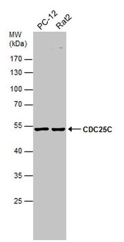 Cdc25C Rabbit anti-Human, Mouse, Rat, Polyclonal, Invitrogen 100 &mu;L;