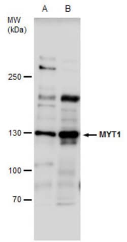 Invitrogen MYT1 Polyclonal Antibody 100 &mu;L | Buy Online | Invitrogen&trade; | Fisher Scientific