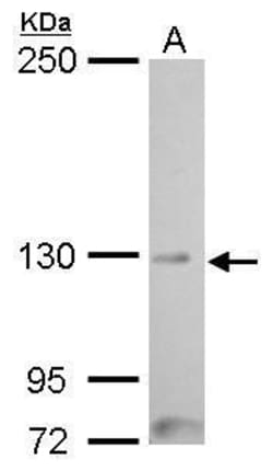 Invitrogen MYT1 Polyclonal Antibody 100 &mu;L | Buy Online | Invitrogen&trade; | Fisher Scientific