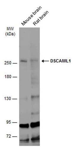 Invitrogen DSCAML1 Polyclonal Antibody 100 &mu;L; Unconjugated:Antibodies,
