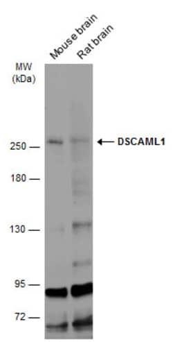 Invitrogen DSCAML1 Polyclonal Antibody 100 &mu;L; Unconjugated:Antibodies,