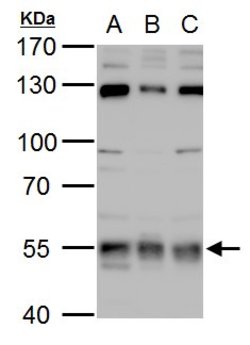 Invitrogen USP3 Polyclonal Antibody 100 &mu;L; Unconjugated:Antibodies,