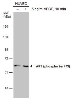 Invitrogen Phospho-AKT1 (Ser473) Polyclonal Antibody 100 &mu;L; Unconjugated:Antibodies,