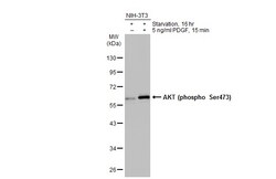 Invitrogen Phospho-AKT1 (Ser473) Polyclonal Antibody 100 &mu;L; Unconjugated:Antibodies,
