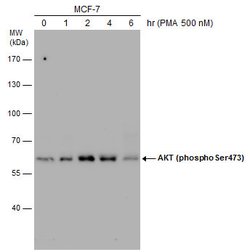 Invitrogen Phospho-AKT1 (Ser473) Polyclonal Antibody 100 &mu;L; Unconjugated:Antibodies,