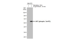 Invitrogen Phospho-AKT1 (Ser473) Polyclonal Antibody 100 &mu;L; Unconjugated:Antibodies,