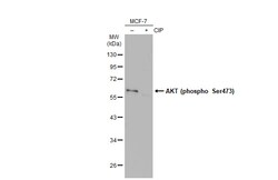 Invitrogen Phospho-AKT1 (Ser473) Polyclonal Antibody 100 &mu;L; Unconjugated:Antibodies,