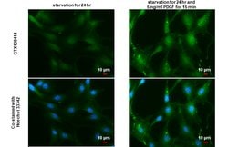 Invitrogen Phospho-AKT1 (Ser473) Polyclonal Antibody 100 &mu;L; Unconjugated:Antibodies,