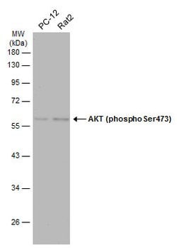 Invitrogen Phospho-AKT1 (Ser473) Polyclonal Antibody 100 &mu;L; Unconjugated:Antibodies,