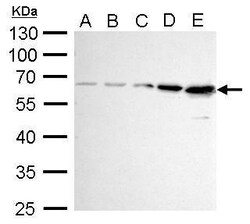 Invitrogen AKT1 Polyclonal Antibody 100 &mu;L; Unconjugated:Antibodies,