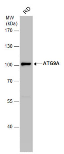 Invitrogen ATG9A Polyclonal Antibody 100 &mu;L; Unconjugated:Antibodies,