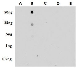 Invitrogen 5-Methylcytosine Polyclonal Antibody 100 &mu;L; Unconjugated:Antibodies,