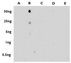 Invitrogen 5-Methylcytosine Polyclonal Antibody 100 &mu;L; Unconjugated:Antibodies,