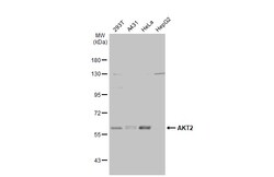 Invitrogen AKT2 Polyclonal Antibody 100 &mu;L | Buy Online | Invitrogen&trade; | Fisher Scientific