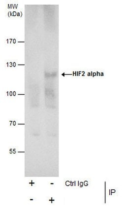 Invitrogen HIF-2 alpha Polyclonal Antibody 100 &mu;L; Unconjugated:Antibodies,
