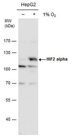 Invitrogen HIF-2 alpha Polyclonal Antibody 100 &mu;L; Unconjugated:Antibodies,