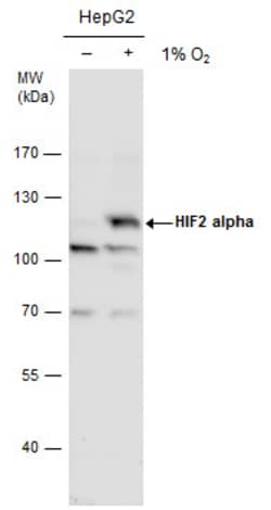 Invitrogen HIF-2 alpha Polyclonal Antibody 100 &mu;L; Unconjugated:Antibodies,