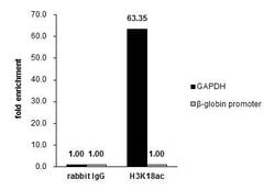 Invitrogen H3K18ac Polyclonal Antibody, ChIP-Verified 100 &mu;L; Unconjugated:Antibodies,