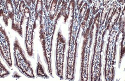 Invitrogen H3K18ac Polyclonal Antibody, ChIP-Verified 100 &mu;L; Unconjugated:Antibodies,