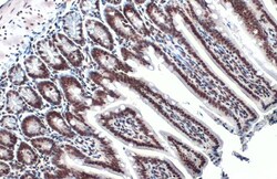 Invitrogen H3K18ac Polyclonal Antibody, ChIP-Verified 100 &mu;L; Unconjugated:Antibodies,