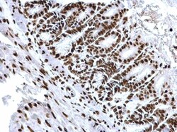 Invitrogen H3K18ac Polyclonal Antibody, ChIP-Verified 100 &mu;L; Unconjugated:Antibodies,