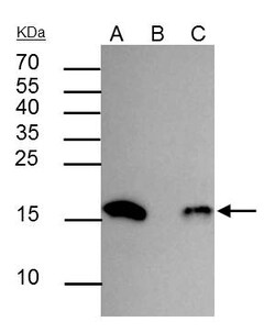 Invitrogen H3K18ac Polyclonal Antibody, ChIP-Verified 100 &mu;L; Unconjugated:Antibodies,