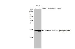 Invitrogen H3K18ac Polyclonal Antibody, ChIP-Verified 100 &mu;L; Unconjugated:Antibodies,
