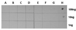 Invitrogen H3K27ac Polyclonal Antibody 100 &mu;L; Unconjugated:Antibodies,