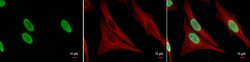 Invitrogen H3K27ac Polyclonal Antibody 100 &mu;L; Unconjugated:Antibodies,