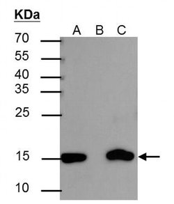 Invitrogen H3K27ac Polyclonal Antibody 100 &mu;L; Unconjugated:Antibodies,