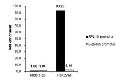 Invitrogen H3K27ac Polyclonal Antibody 100 &mu;L; Unconjugated:Antibodies,