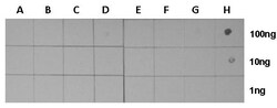 Invitrogen H3K27ac Polyclonal Antibody 100 &mu;L; Unconjugated:Antibodies,