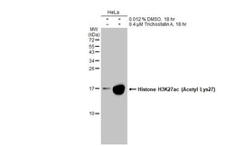Invitrogen H3K27ac Polyclonal Antibody 100 &mu;L; Unconjugated:Antibodies,