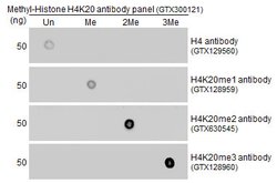 Invitrogen H4K20me3 Polyclonal Antibody 100 &mu;L; Unconjugated:Antibodies,