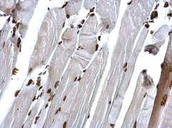 Invitrogen H4K20me3 Polyclonal Antibody 100 &mu;L; Unconjugated:Antibodies,
