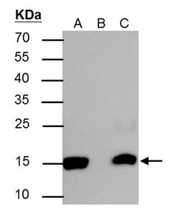 Invitrogen H2BK20ac Polyclonal Antibody 100 &mu;L; Unconjugated:Antibodies,