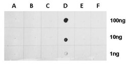 Invitrogen H2BK20ac Polyclonal Antibody 100 &mu;L; Unconjugated:Antibodies,