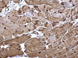 NAMPT Polyclonal Antibody, Invitrogen 100 &mu;L; Unconjugated:Antibodies,