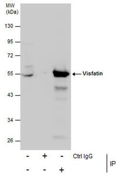 NAMPT Polyclonal Antibody, Invitrogen 100 &mu;L; Unconjugated:Antibodies,