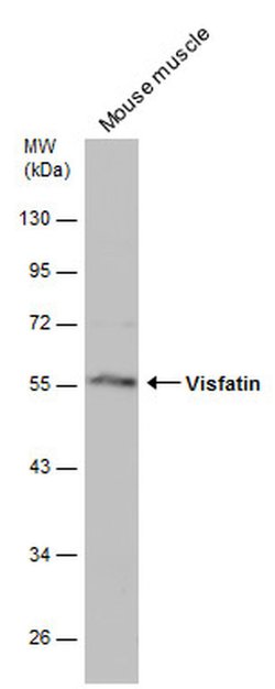 NAMPT Polyclonal Antibody, Invitrogen 100 &mu;L; Unconjugated:Antibodies,