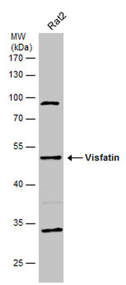 NAMPT Polyclonal Antibody, Invitrogen 100 &mu;L; Unconjugated:Antibodies,