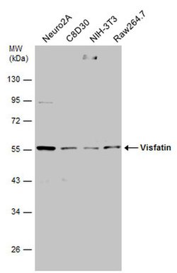 NAMPT Polyclonal Antibody, Invitrogen 100 &mu;L; Unconjugated:Antibodies,