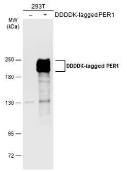 Invitrogen PER1 Polyclonal Antibody 100 &mu;L | Buy Online | Invitrogen&trade; | Fisher Scientific
