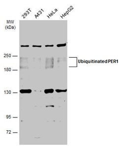 Invitrogen PER1 Polyclonal Antibody 100 &mu;L | Buy Online | Invitrogen&trade; | Fisher Scientific