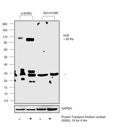 Invitrogen HGF Polyclonal Antibody 100 &mu;L; Unconjugated:Antibodies,