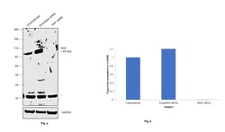Invitrogen HGF Polyclonal Antibody 100 &mu;L; Unconjugated:Antibodies,